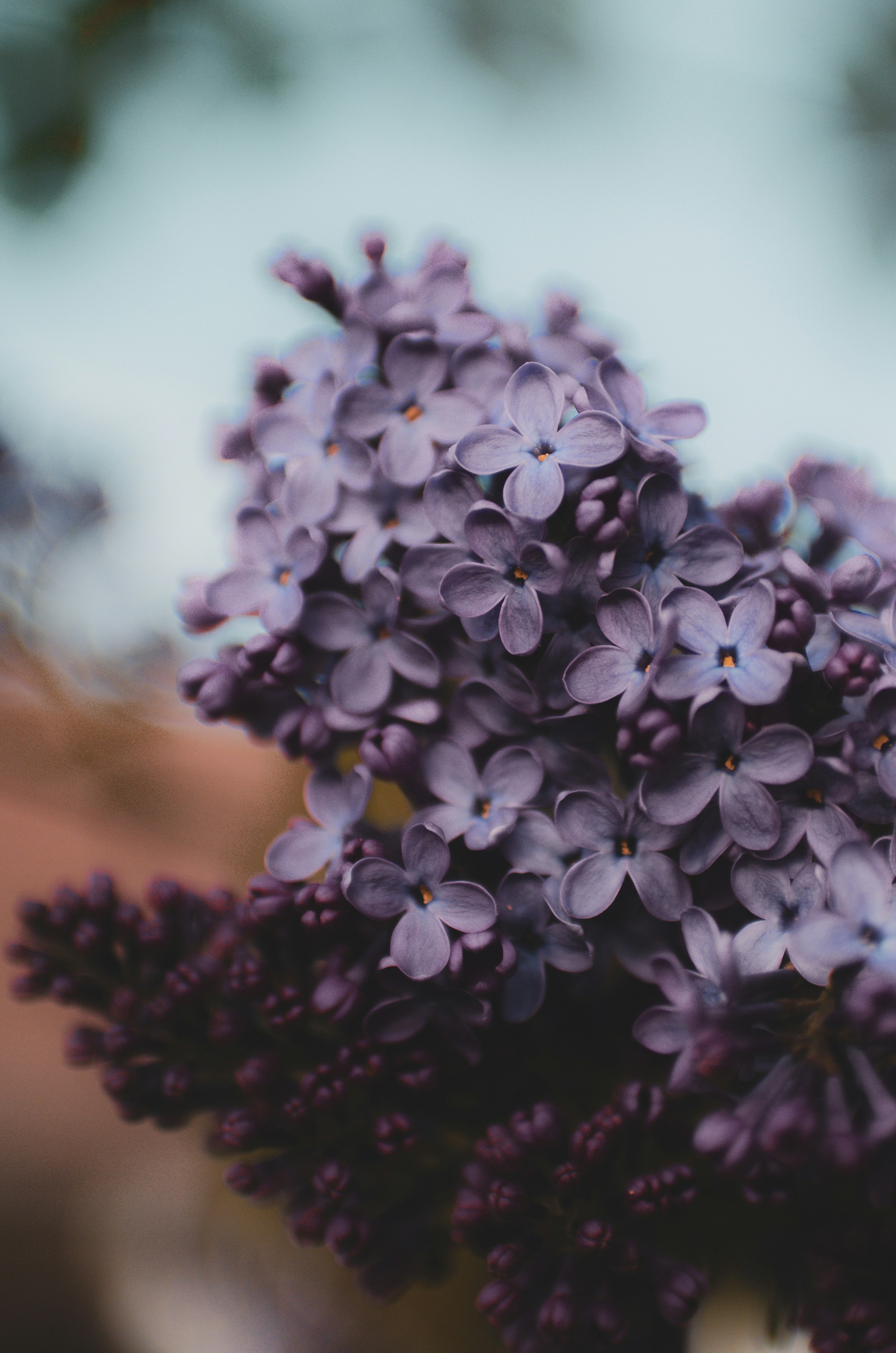 Lilacs