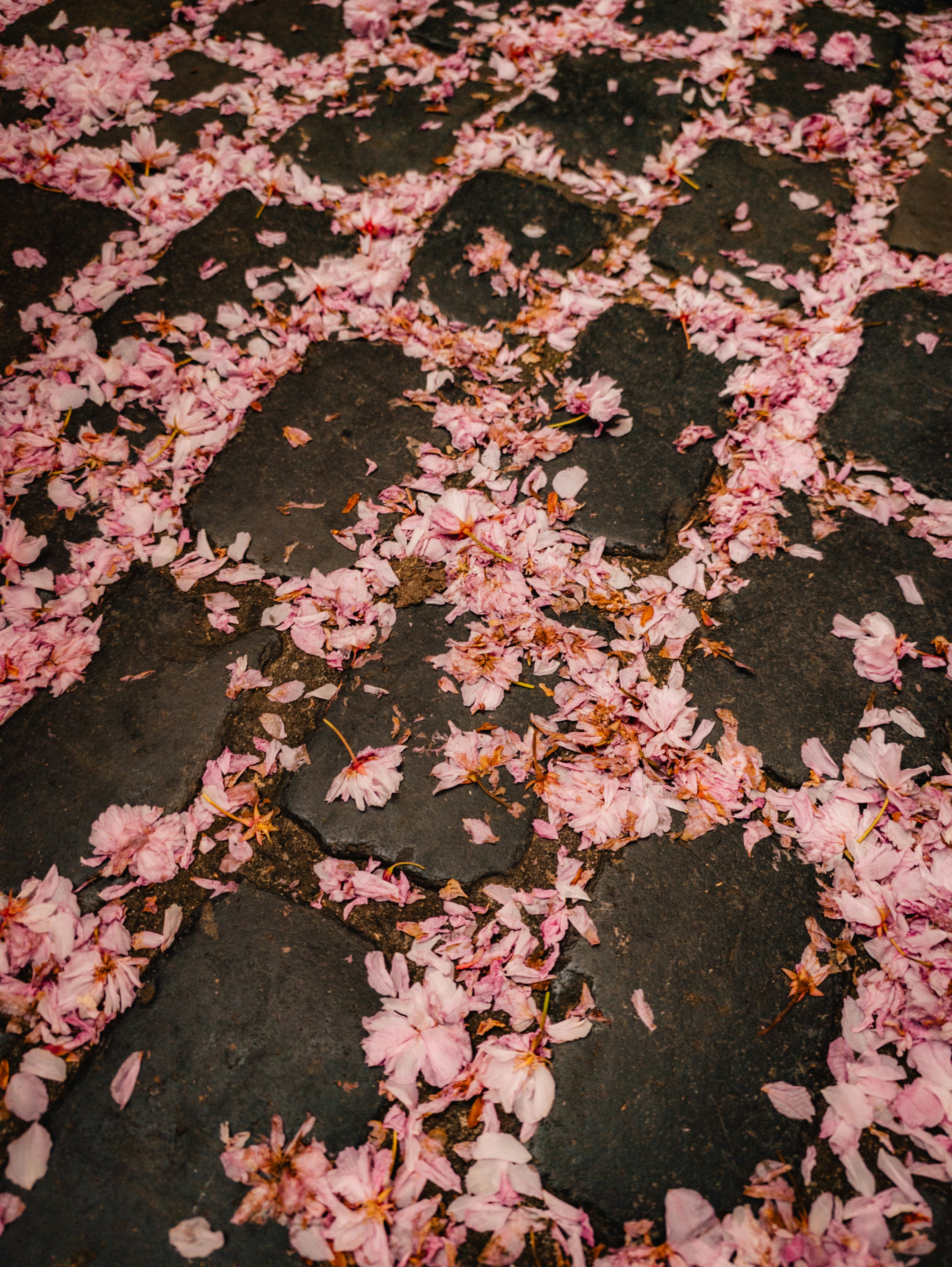 Pink Flowers